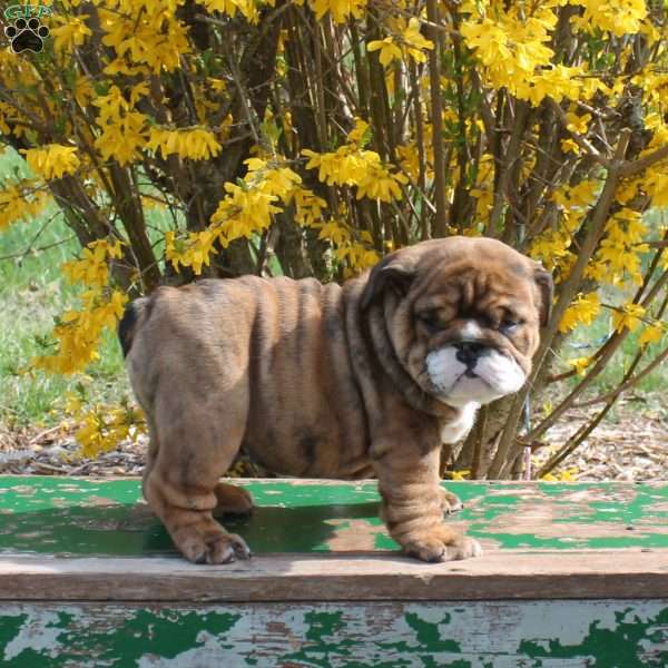 Charlie Brown, English Bulldog Puppy